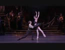 Swan Lake - Black Swan - The Royal Ballet 2012
