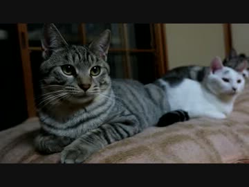 お前は今まで食べたカリカリの数を憶えているのか？