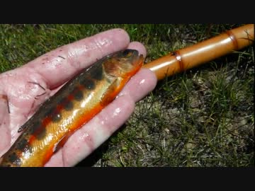 【古竹和竿で毛鉤釣り 3】in ロサンジェルス