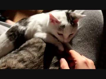 飼い主は衰退しました。