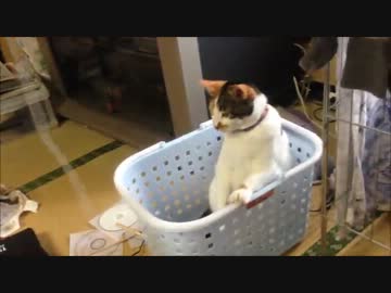 USBと格闘する猫