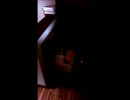 猫のオモチャ