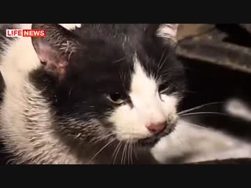 挟まっちゃったにゃ＾～.mp4