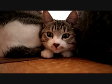 ２０１３年、我が家の寝正月。