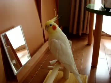 アピールタイム