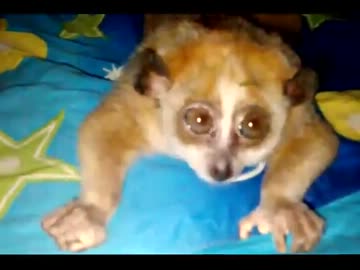 絶望不可避！洗濯板と化したスローロリスくん