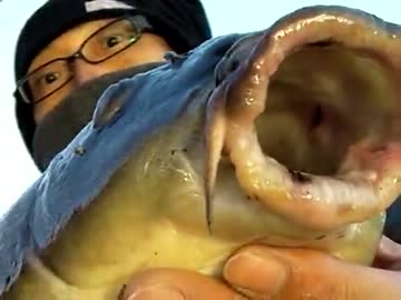 【ニコニコ鯉釣りダービー】藻煮たの年末年始！ダービーの締め切り迫る