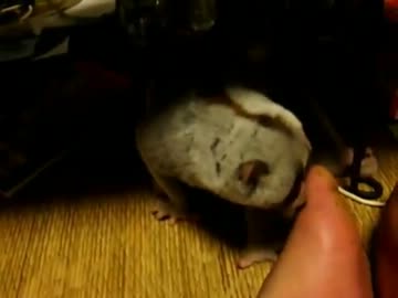 スローロリスは臭い足が好き１