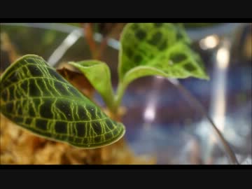 【テラリウム】CatsLoveの育成記録-はじめてのジュエルオーキッド-