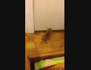しにたいにゃ＾～.mp4