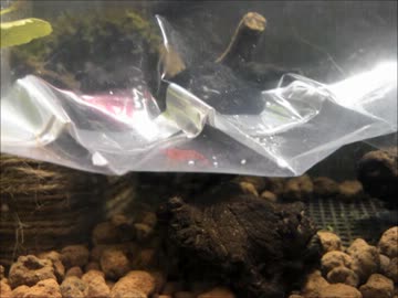 素人の無謀な安価水槽立ち上げ（3）