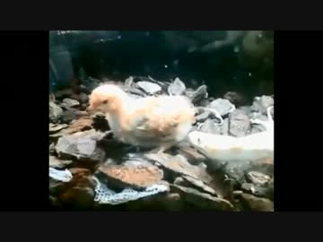 ヘビ兄貴に食われるﾎﾟｯﾁｬﾏ･･･