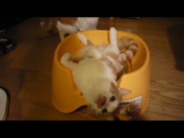 【閲覧注意】新年、新しいトイレ、新しい砂