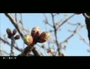『春に一番近い街』を歌ってみた【mill=ミル=】