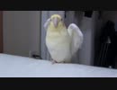 オカメインコすあまちゃんバイバイ【アス比修正版】