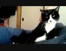 孤独の夜を過ごして寂しさのあまり甘えまくるネコ【後編】