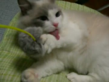 猫じゃらしで遊んでみた（２）