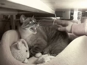 ジャンくんを撫でた後の失敗を必死にリカバーするパパ