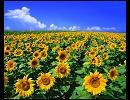 【歌ってみた】The Brave Under The Summer Sky.