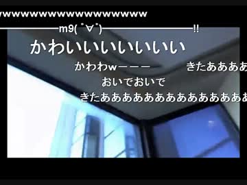 金バエさん、彼女の尻に敷かれてあまー