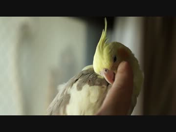 ねんがんのオカメインコをてにいれた！