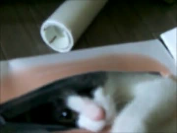 ティッシュを置いたら2秒でにゃんこ♪