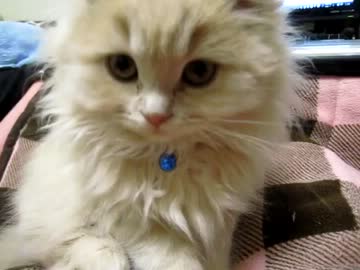 我が家の子猫撮ってみた(=｀・ω・´=)