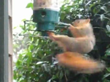 高速回転するリス君でナイト・オブ・ナイツ