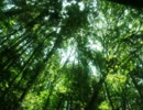 深緑