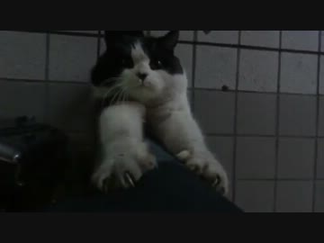 通りすがりに猫に絡まれる