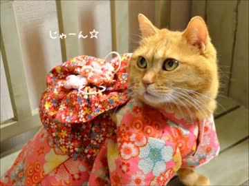 ペット用着物を作ってみた