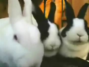 うさぎの食事風景に受験生を入れてみた