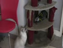 猫だ！ＰＡＲＫの姉妹店？【猫だ！カフェ】その9