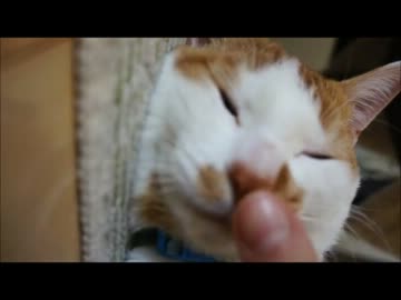 ツンギレのうちの猫の寝ぞうがいくらなんでも捻じれすぎ