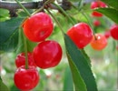 Le temps des cerises　　さくらんぼの季節　　【天音サクラ】