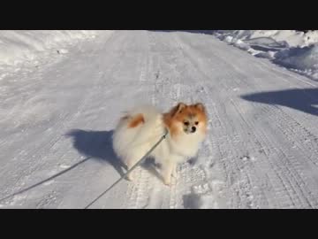 ぐりちぇる動画＊5＊2013年初ぐりちぇる(=ΦｪΦ)人(･(ｪ)･U)