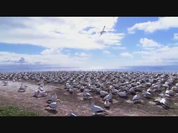 野生動物