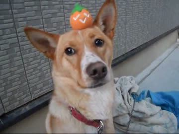 子犬を貰ってきた（287日目）