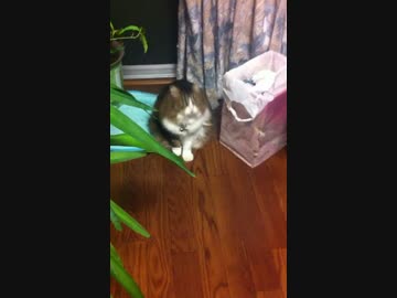ハルが釣れた