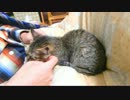 ココ　二十九日目　あんよが気になる