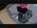 子猫のぬこぬこ日記　生後７８日目