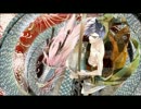 【華アワセ】セリフ集　蛟