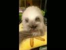 もふもふモカちゃんでダースベイダーのマーチ