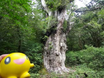 【39日目】地図も読めないバカの原付日本一周【屋久島編】