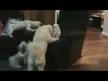 怯える子猫を助ける紳士な犬