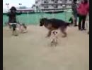 ジャックと.3gp