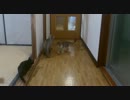 子猫のぬこぬこ日記　生後７９日目