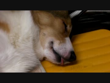 べろ