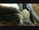 猫が指をしゃぶるだけの動画