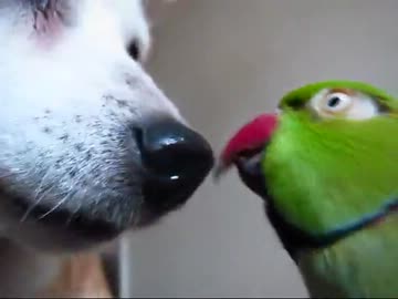 師走の緑茶コンビ(１３年１月８日)